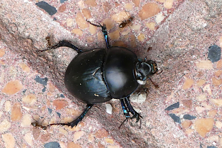 Geotrupidae: Sericotrupes niger ?  S !